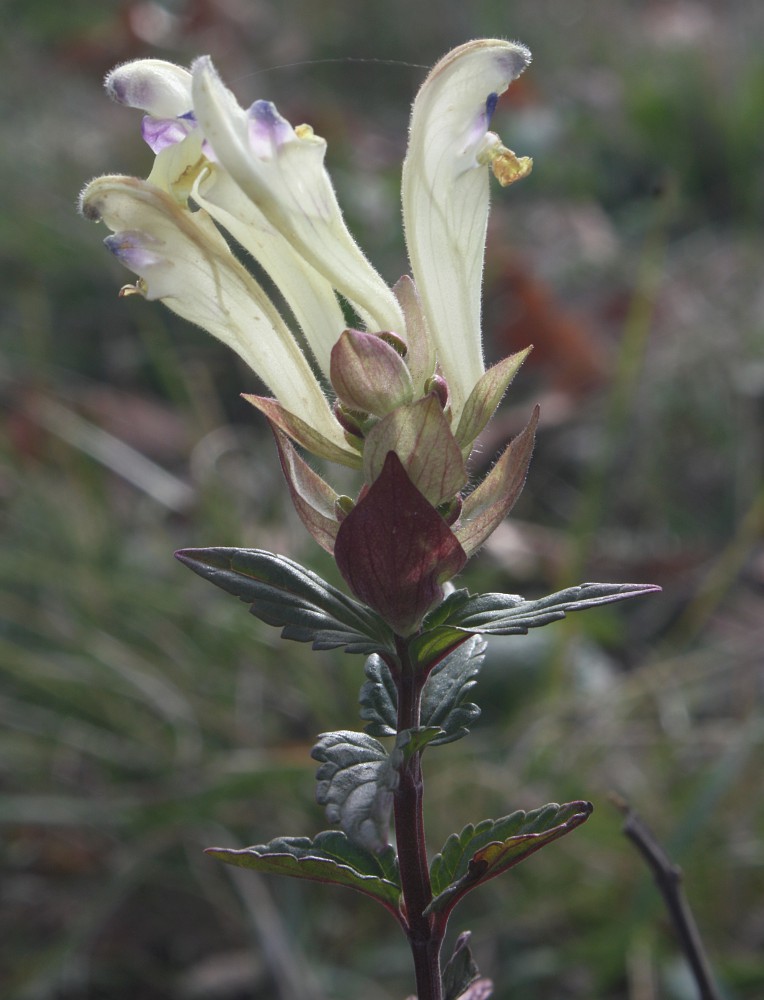 Изображение особи Scutellaria supina.