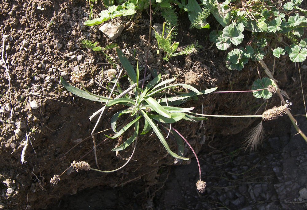 Image of Plantago atrata specimen.