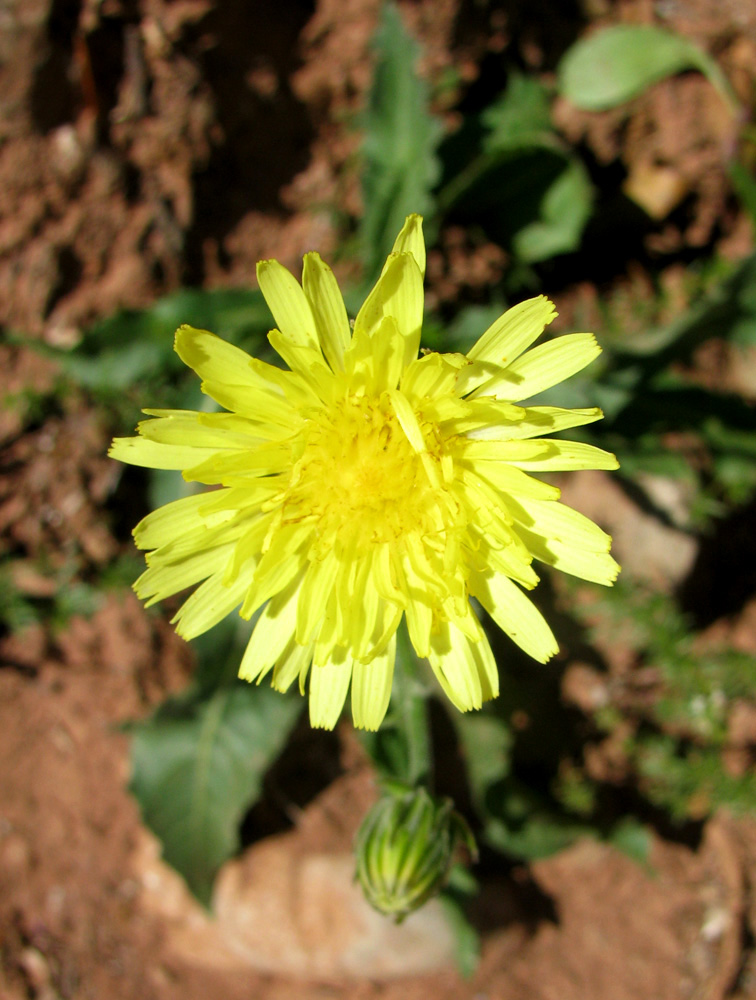 Image of Crepis albida specimen.