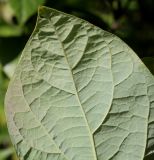 genus Calycanthus. Верхняя часть листовой пластинки (обратная сторона). Германия, г. Krefeld, ботанический сад. 16.09.2012.