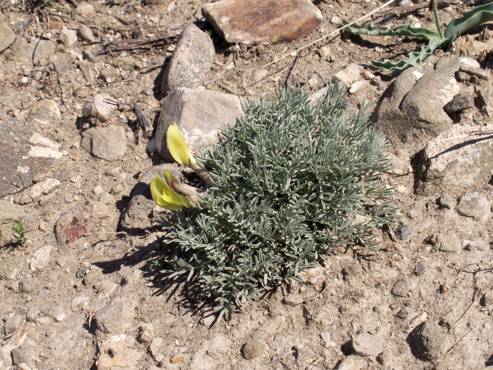 Image of Astragalus pseudodianthus specimen.