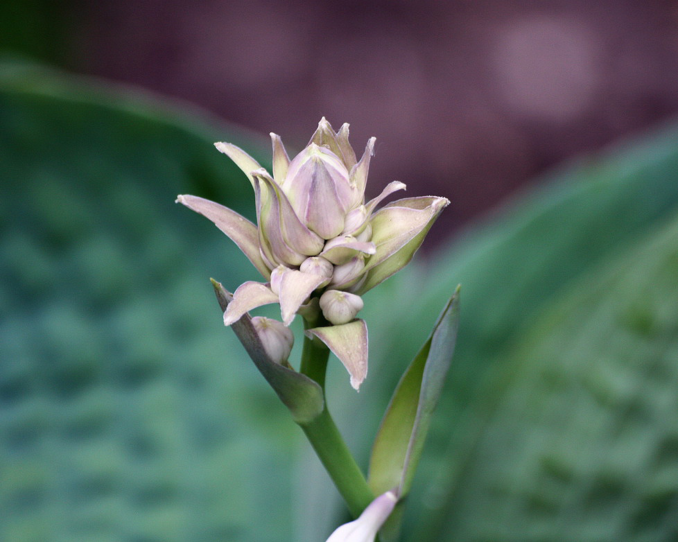 Image of Hosta sieboldiana specimen.