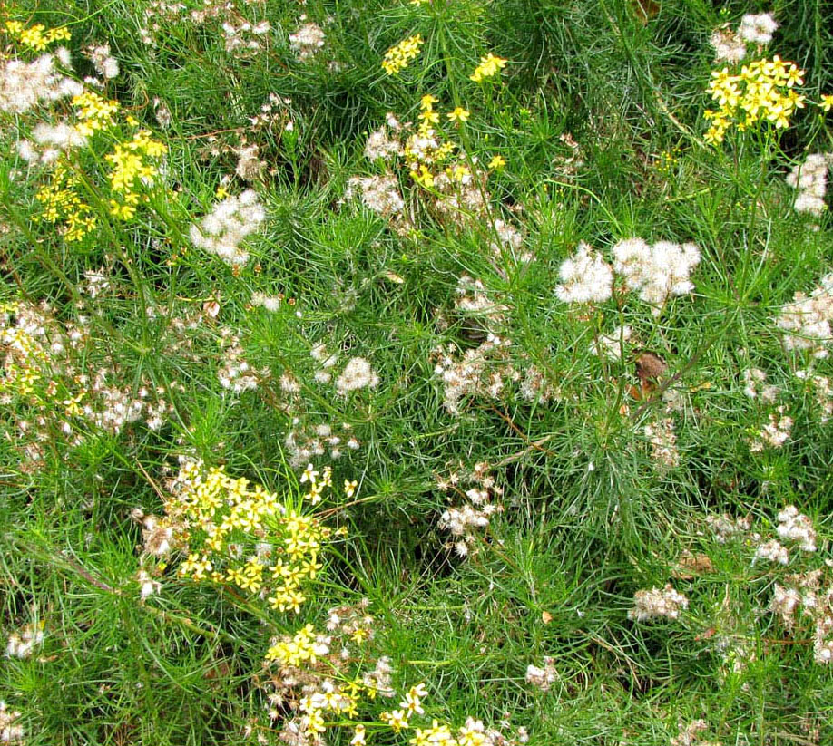 Image of familia Asteraceae specimen.