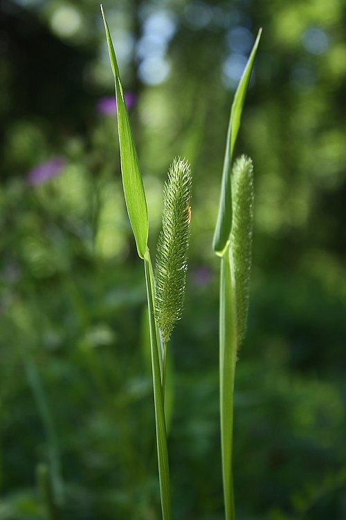 Image of Phleum pratense specimen.