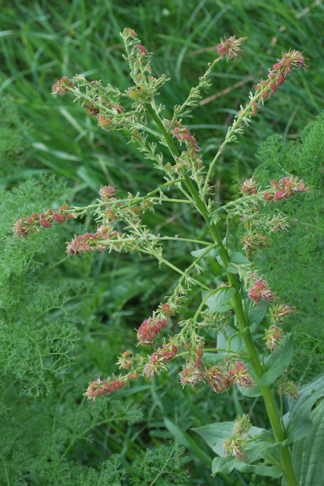 Изображение особи Solenanthus circinnatus.