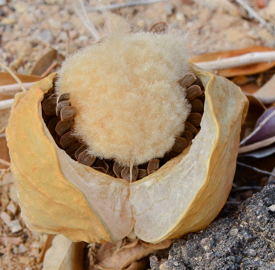 Image of Calotropis procera specimen.