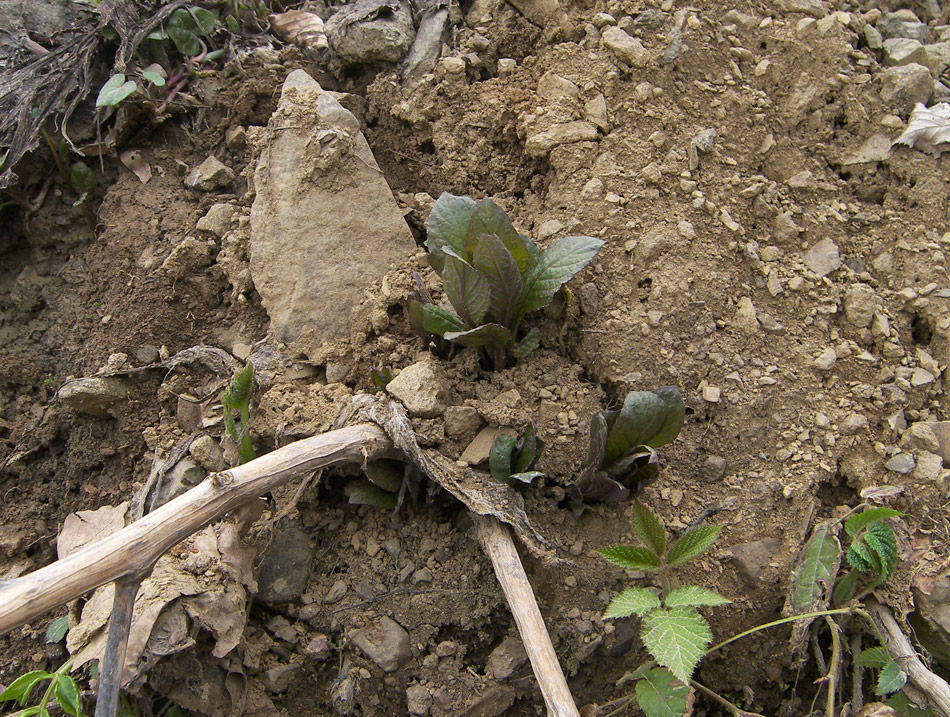 Изображение особи Atropa caucasica.