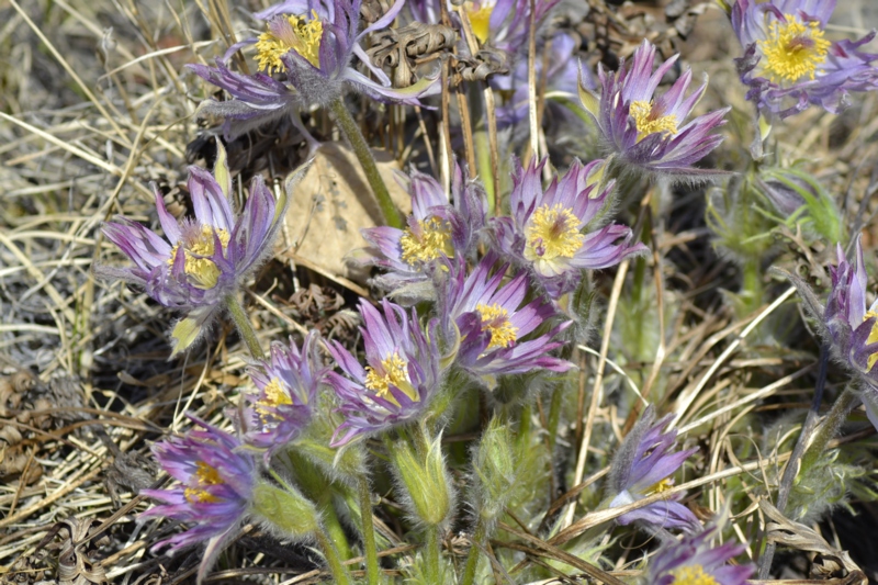 Изображение особи Pulsatilla multifida.