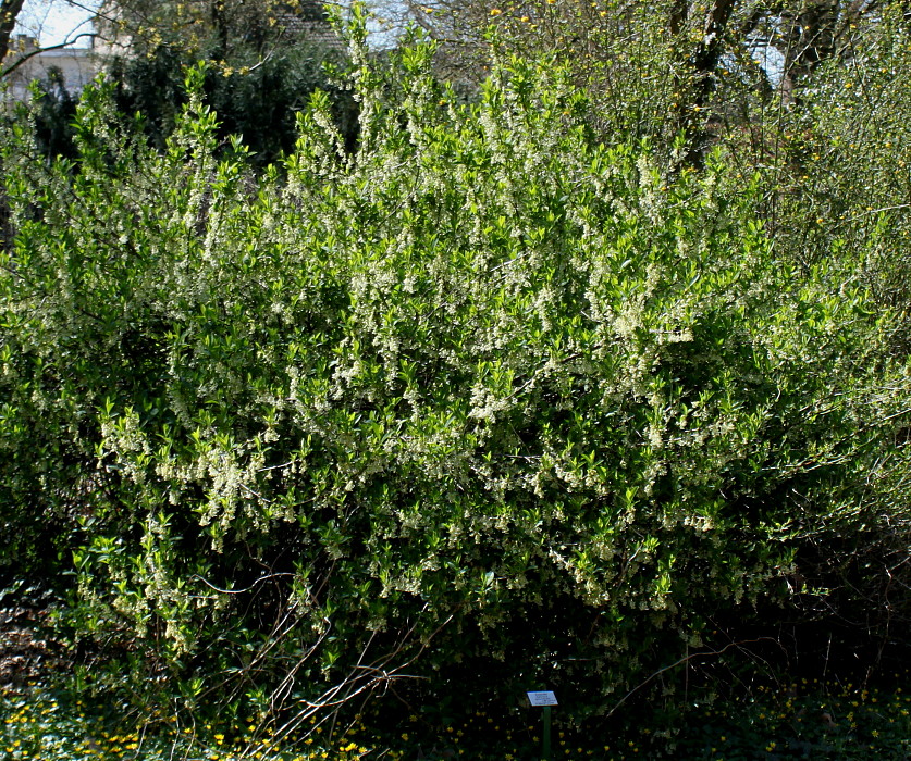 Image of Oemleria cerasiformis specimen.