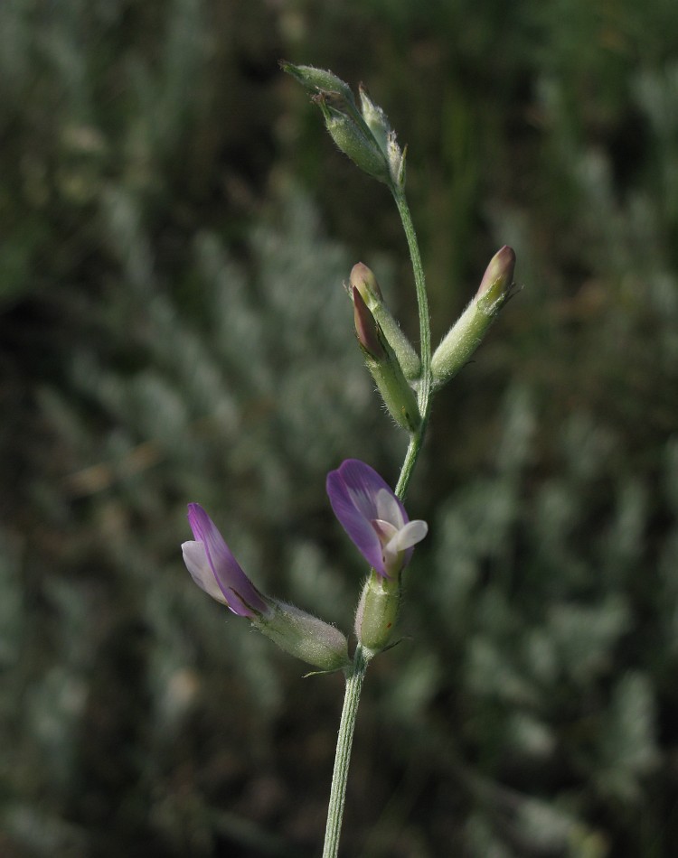 Image of Astragalus pallescens specimen.