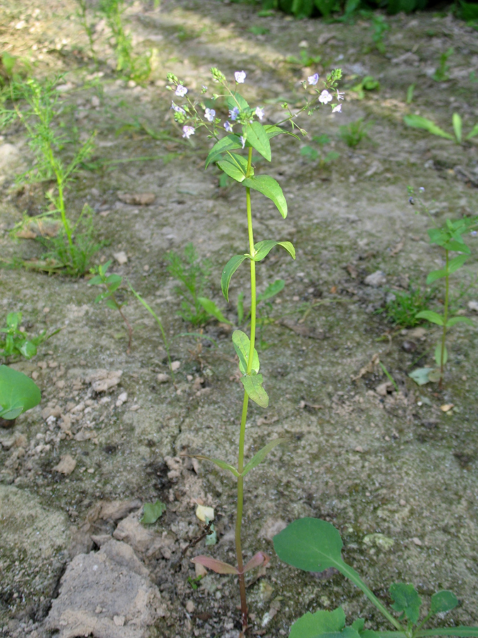 Image of Veronica anagallis-aquatica specimen.