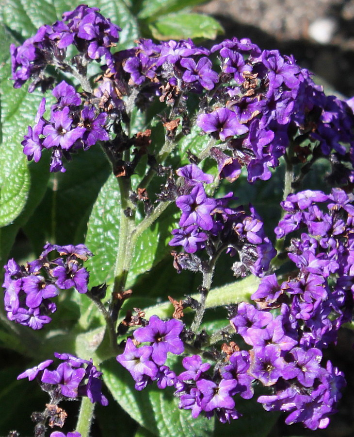 Image of Heliotropium arborescens specimen.