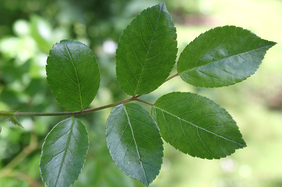 Image of Rosa setipoda specimen.