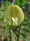 Vicia grandiflora