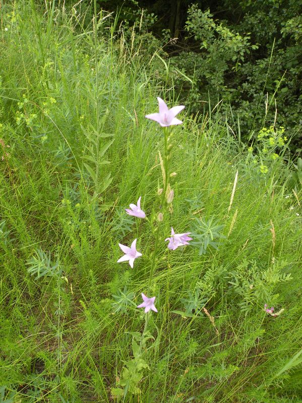 Image of Campanula rapunculus specimen.