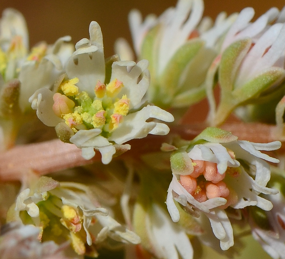 Изображение особи Reseda alba ssp. decursiva.