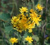 Hieracium umbellatum. Верхушка растения с соцветиями. Московская обл., Раменский р-н, окр. ж.-д. платформы Хрипань, окраина поля. 07.08.2013.