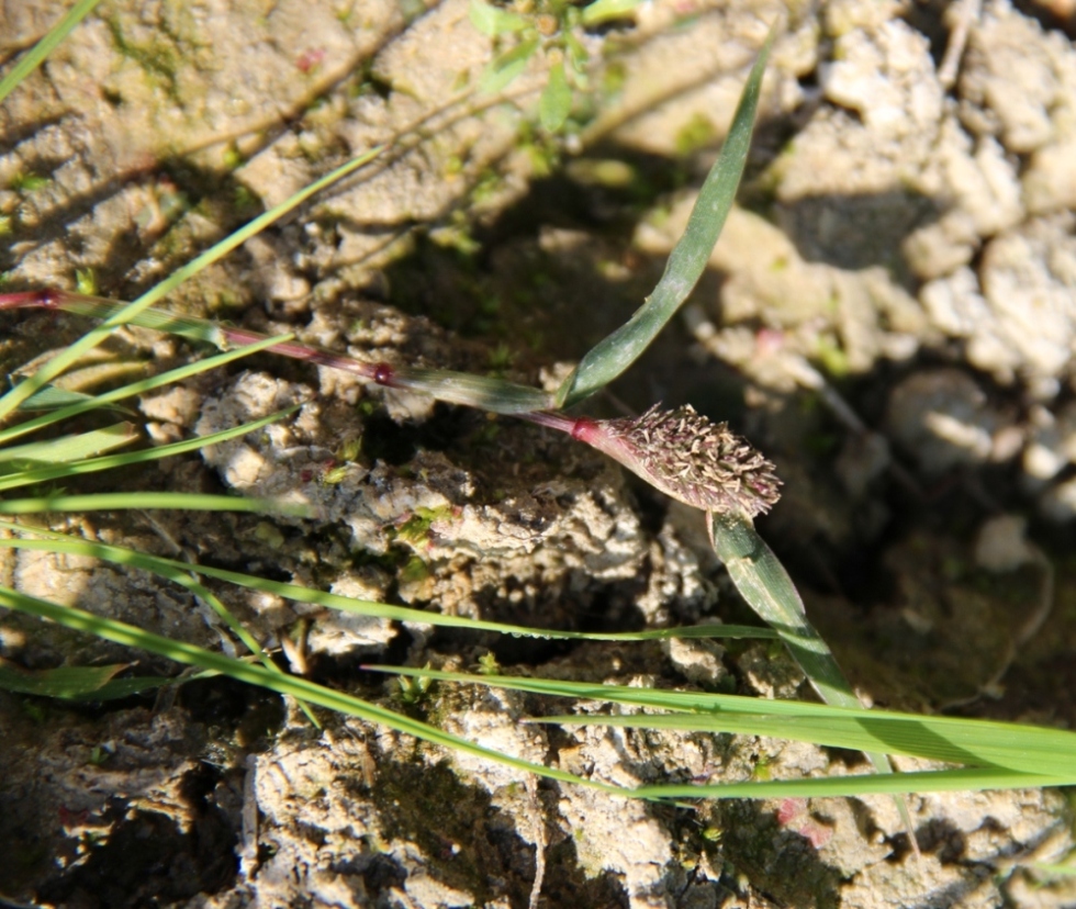 Image of Crypsis schoenoides specimen.