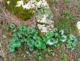 Смотреть изображение Cyclamen persicum