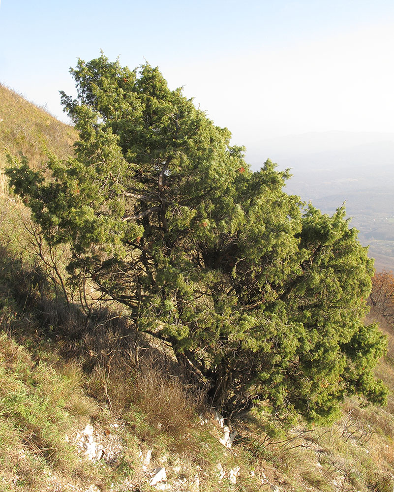 Image of Juniperus deltoides specimen.