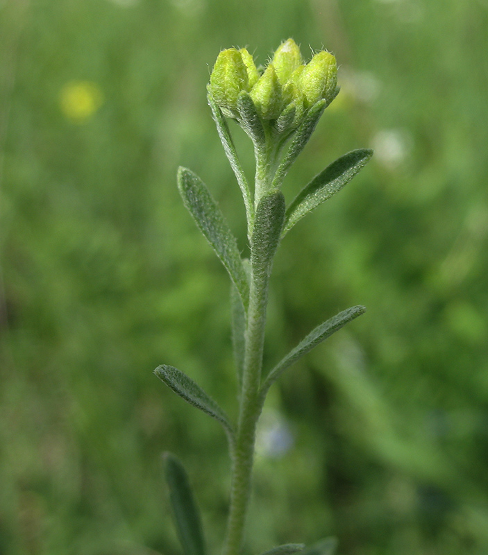 Image of Alyssum gmelinii specimen.