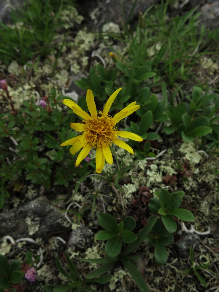 Image of Scorzonera radiata specimen.