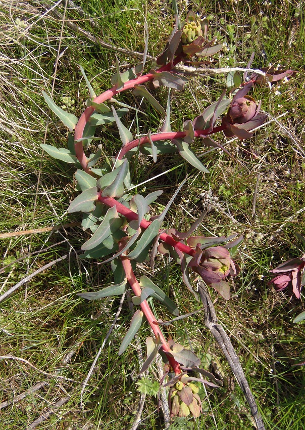 Image of Euphorbia palustris specimen.