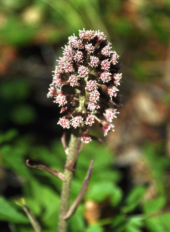 Image of Petasites hybridus specimen.