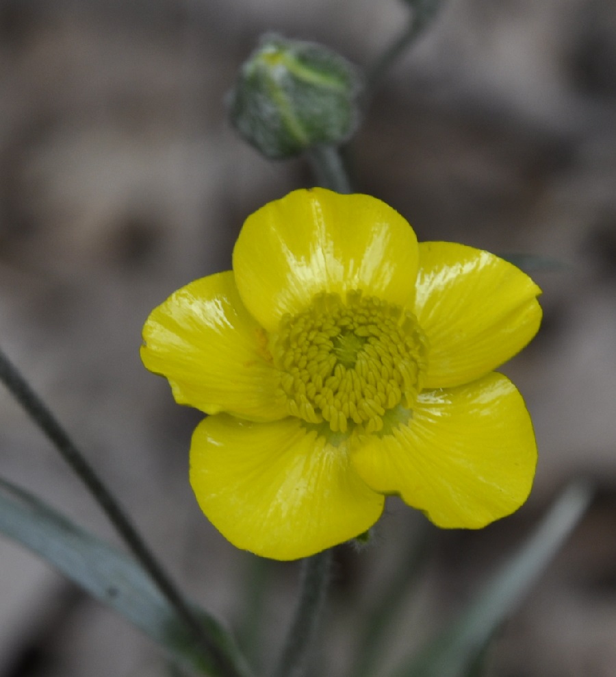 Image of Ranunculus illyricus specimen.