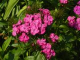 Dianthus barbatus