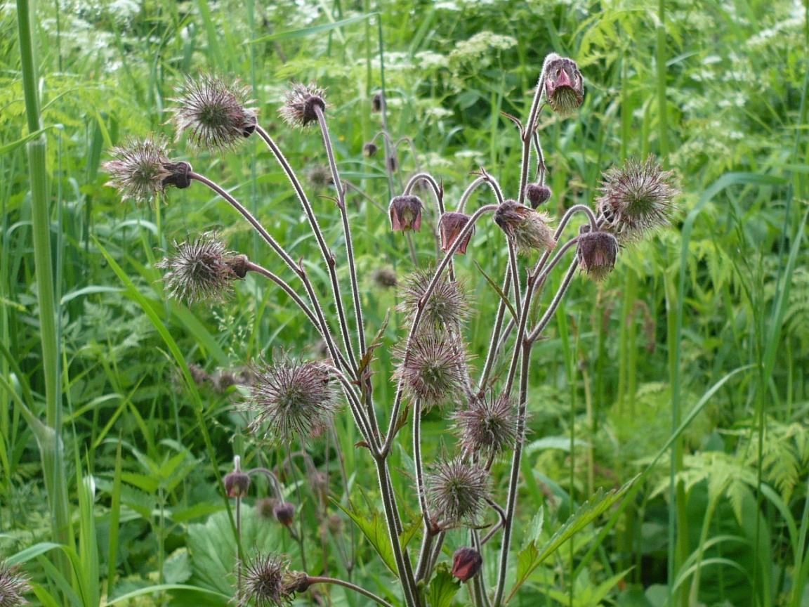 Image of Geum rivale specimen.