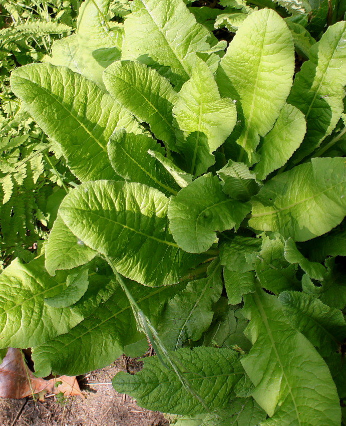 Image of Primula bulleyana specimen.