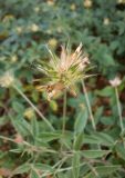 Psoralea bituminosa подвид pontica