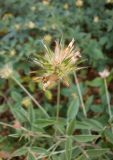 Смотреть изображение Psoralea bituminosa подвид pontica