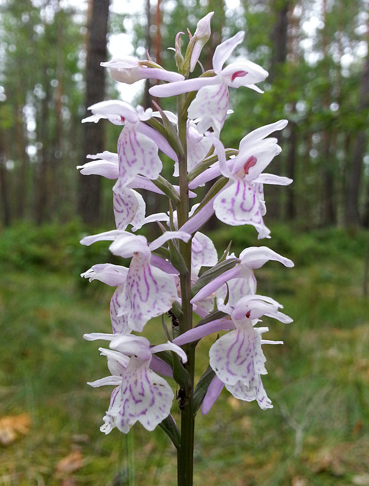 Изображение особи Dactylorhiza maculata.