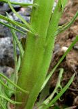 Crepis tectorum. Часть аномального (фасциированного) побега. Архангельская обл., Приморский р-н, окр. г. Северодвинск, ж.-д. насыпь. 08.07.2014.