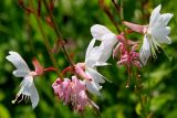 Gaura lindheimeri. Цветки. Германия, г. Дюссельдорф, Ботанический сад университета. 03.07.2014.