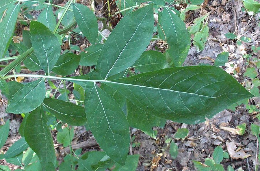 Image of Klasea quinquefolia specimen.