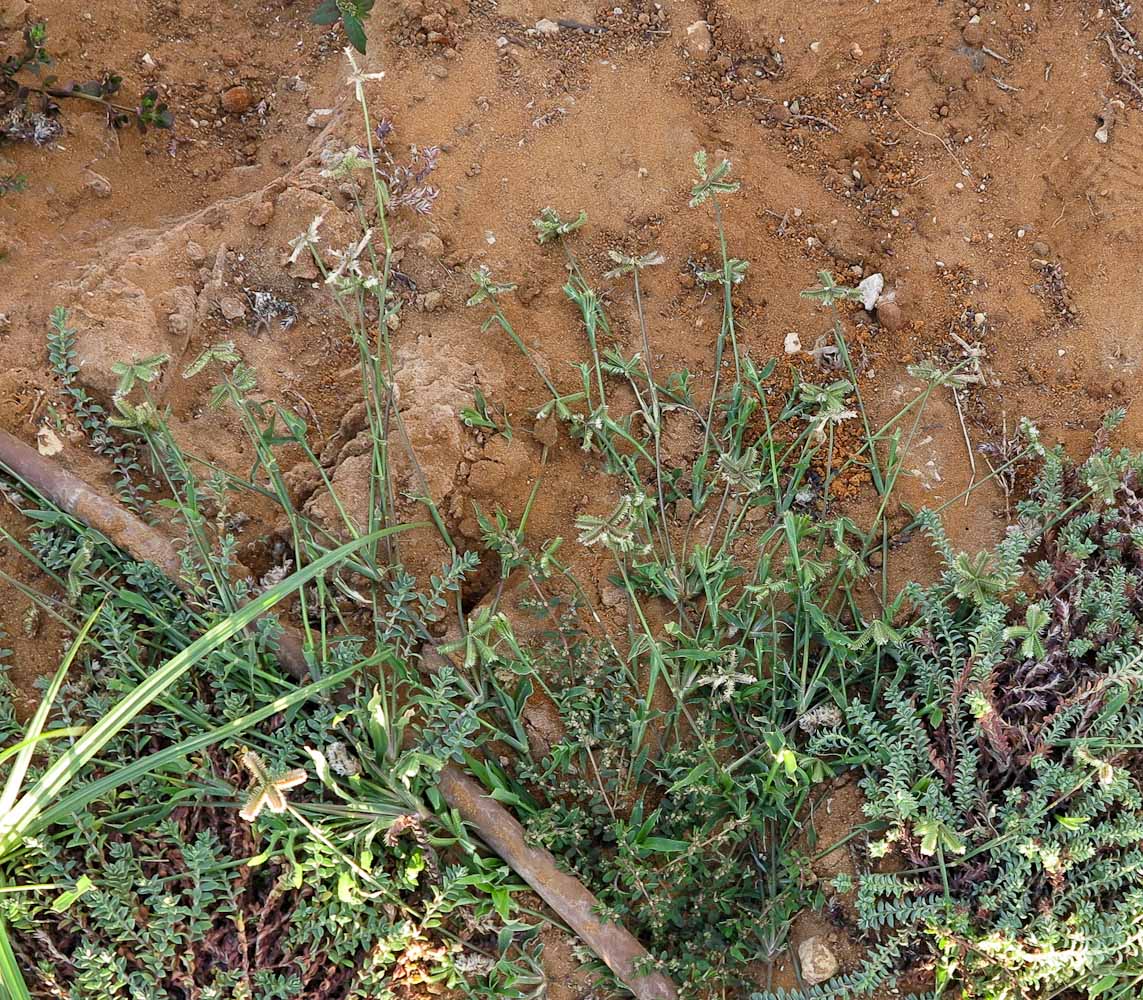 Image of Dactyloctenium aegyptium specimen.