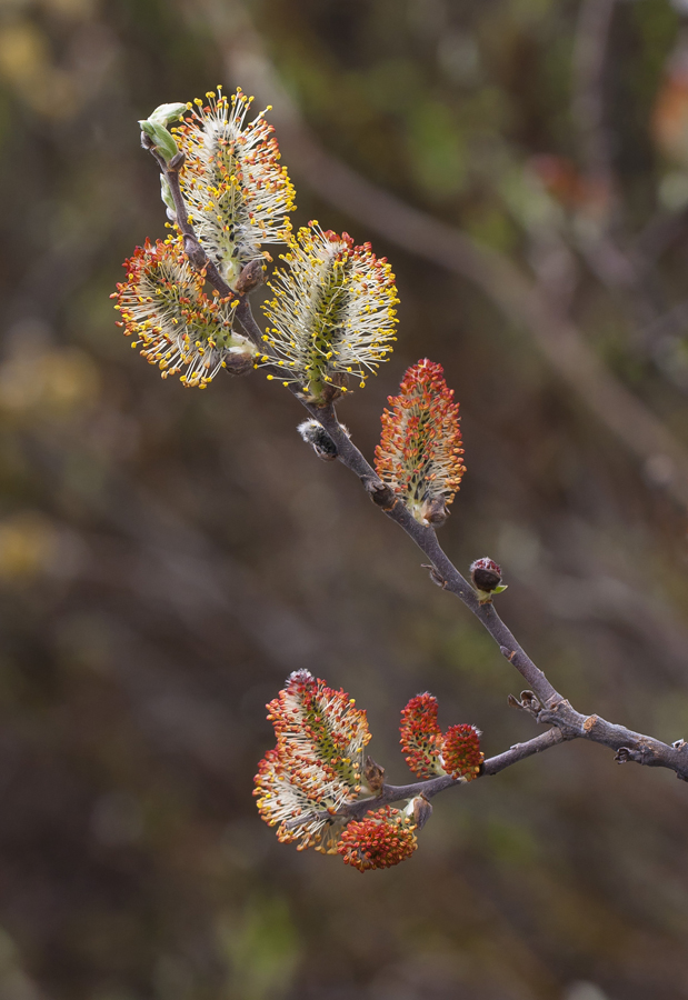 Image of genus Salix specimen.