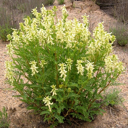 Изображение особи Astragalus membranaceus.