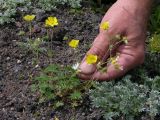 Potentilla vulcanicola. Цветущее растение. Камчатский край, Елизовский район, подножье вулкана Авачинская сопка, горная тундра, 980 м н.у.м. 18.07.2008.