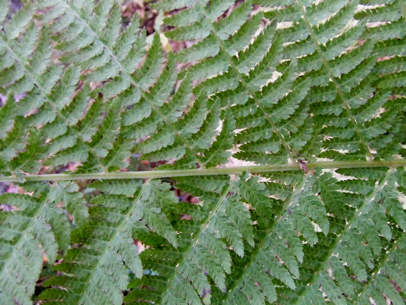 Image of Athyrium filix-femina specimen.