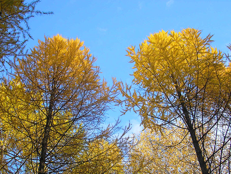 Image of Larix sibirica specimen.