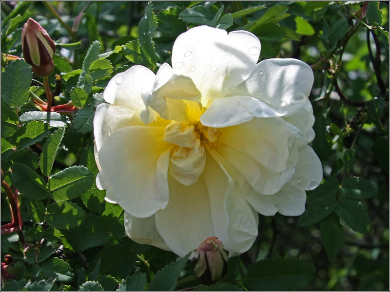 Image of Rosa spinosissima specimen.