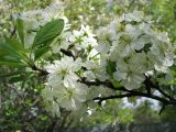 Смотреть изображение Prunus domestica