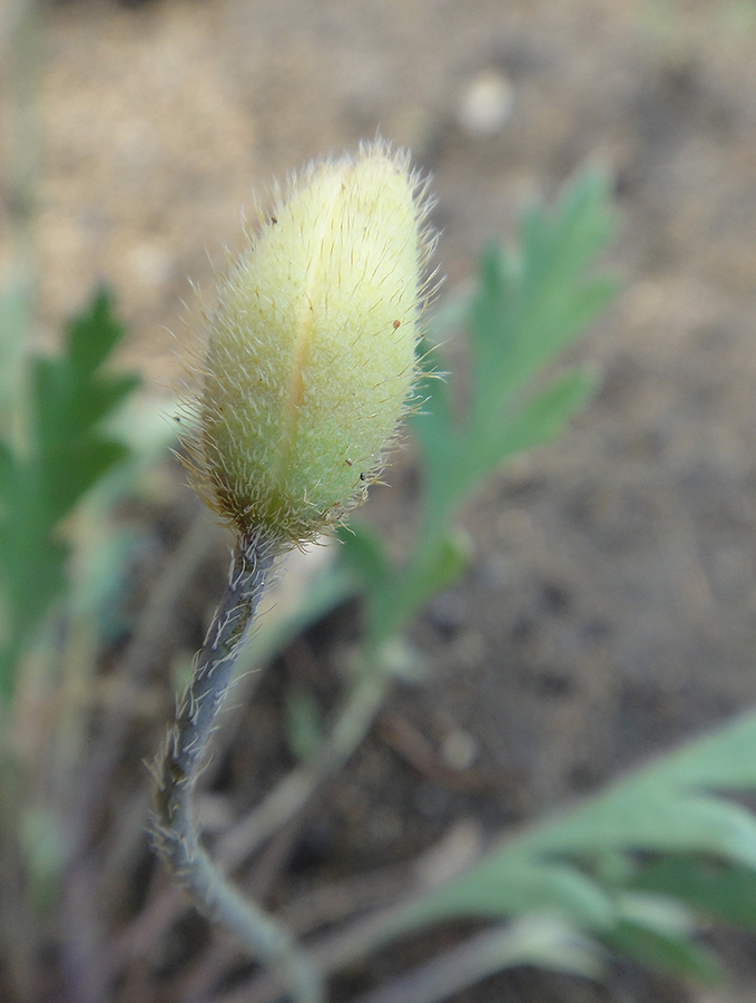 Изображение особи Papaver nudicaule.