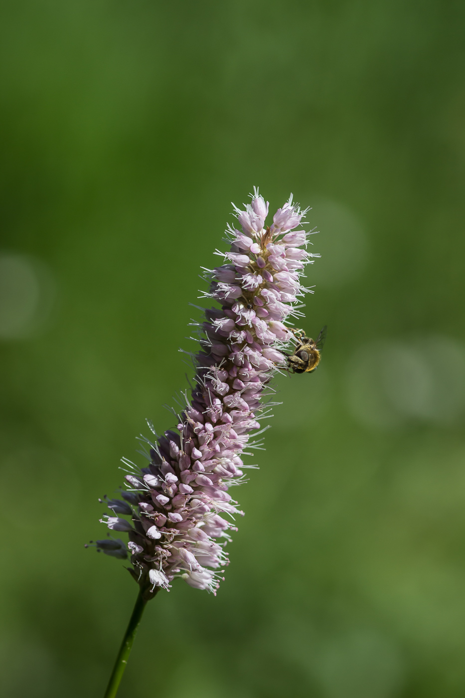 Image of Bistorta officinalis specimen.