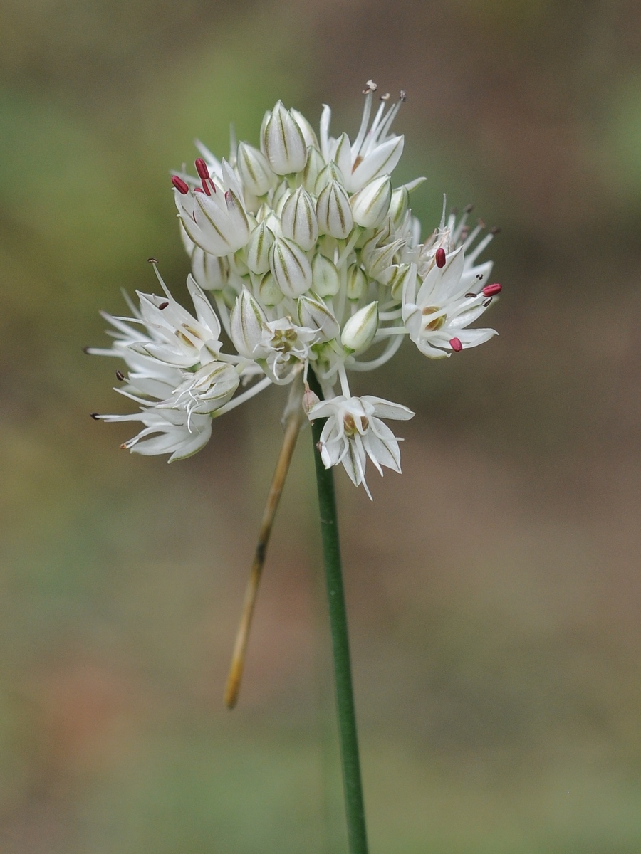 Image of Allium leptomorphum specimen.