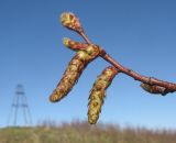 Carpinus orientalis. Верхушка ветви с соцветиями. Краснодарский край, м/о г. Геленджик, окр. пос. Возрождение, гора Михайловка. 25.04.2015.